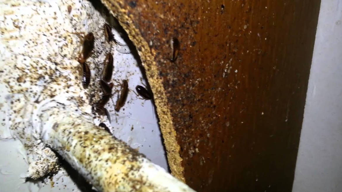 5 Things You Didn’t Know About German Cockroaches