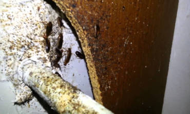 5 Things You Didn’t Know About German Cockroaches