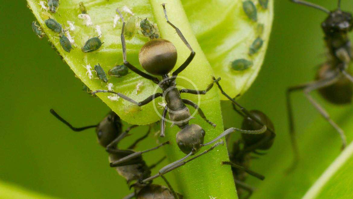 What You Need to Know About ants in Your House