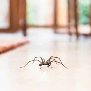 Spider 2