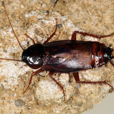 roach