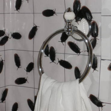 Roaches Master Pest Control, Roaches In Bathtub