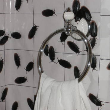 roach