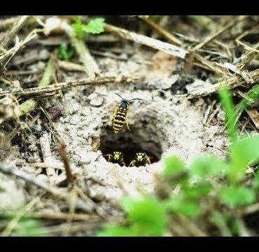 Prairie Yellowjacket