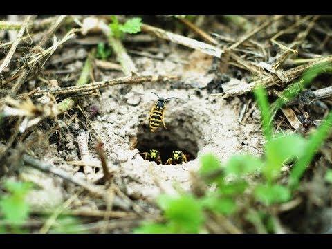 Prairie Yellowjacket