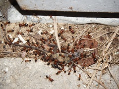 Ant Control