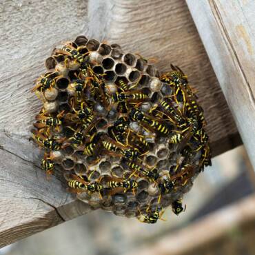 European Wasps