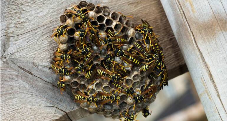 European Wasps