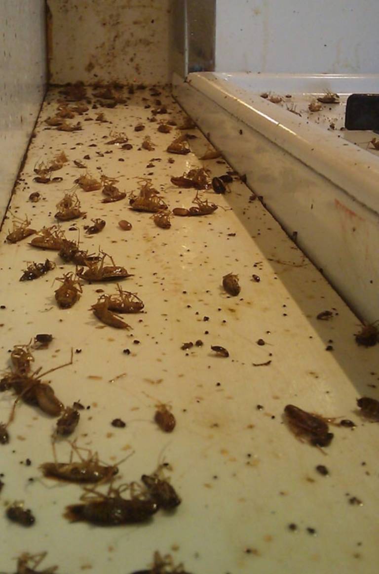Cockroaches! Master Pest Control Meeting your Services in the Elk